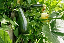 Lavez les courgettes, les poivrons, les tomates et les aubergines. Comment Cultiver La Courgette En Hauteur Gamm Vert
