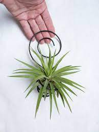Air Plant Holder Spiral Wall Hanging Hanging Air Plants Air Plant Display Air Plants Decor