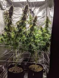 Start date sep 14, 2019; 25 Projects To Try Ideas Led Grow Lights Grow Lights Led Grow