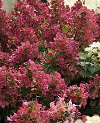 We did not find results for: Hydrangea Paniculata Mega Mindy Tuincentrum Pelckmans