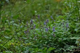 Image result for Isodon ramosissimus