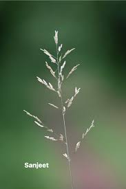 Image result for Eragrostis tenuifolia