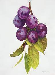 Check spelling or type a new query. Fruit Charlene Collins Freeman Art In 2020 Fruit Art Drawings Food Art Painting Watercolor Paintings For Beginners