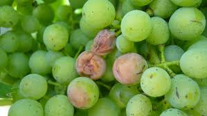 Image result for Metasphaeria diplodiella