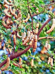 Image result for Tamarindus