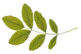 Green Leaves Png Image Purepng Free Transparent Cc0 Png Image Library