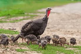 The first 24 days are key formative days for the eggs. Hatching Poults With A Broody Turkey Hen Meyer Hatchery Blog