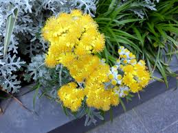 Image result for Cineraria mazoensis