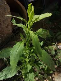 Image result for Laggera