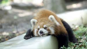 Perfect for decorating children's rooms, veterinarian offices, and pediatrician waiting. Zookeepers Help Animals Stay Cool In Shanghai Cgtn