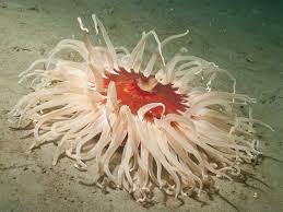 Image result for Neoschumannia cardinea