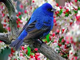 One of the best hd wallpapers site! 13 Beautiful Hd And 4k Wallpapers Of Exotic Birds That You Should Download