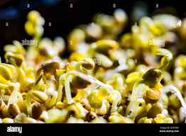 Primer Plano De Microverduras De Mostaza Brotes De Mostaza En Crecimiento De Cerca Germinacion De Semillas En Casa Concepto De Alimentacion Saludable Y Vegana Semillas Germinadas Fotografia De Stock Alamy