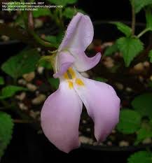 Image result for Impatiens stuhlmannii