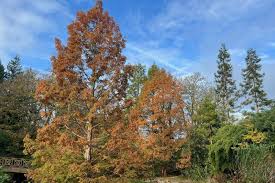 Image result for Metasequoia glyptostroboides