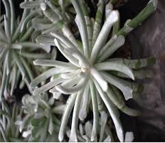 Image result for Caputia