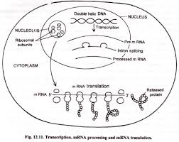 Protein synthesis is one of the most fundamental biological processes to maintain cellular here we describe a protocol to measure protein synthesis by aha labeling and flow cytometry. Protein Synthesis Diagram Quizlet