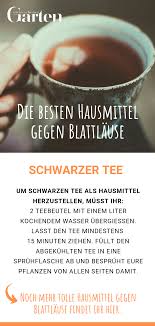 Die Besten Hausmittel Gegen Blattlause Hausmittel Gegen Blattlause Hausmittel Schwarzer Tee