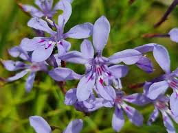 Image result for Afrosolen coeruleus