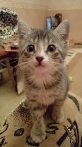 Pin By Nuray Kirci On Kediler Cats Animals