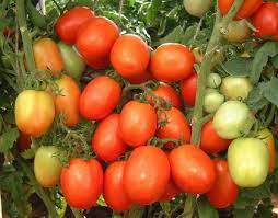 Plant the seedlings deeper than they are at in their seedling pots, so the bottom set of leaves. How To Grow Moneymaker Tomatoes Buy Tomato Seeds Maruti Agri Seeds Tomato Seeds Maruti Moneymaker F1 Moneymaker Tomato Seeds Product On Alibaba Com