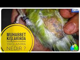 Kuslarda Ur Tedavisi Sirke Ruhu Youtube