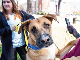 During business hours, we welcome pet emergencies in greenville at animal hospital of pitt county and encourage you to call us or come right in. Pets Issuu