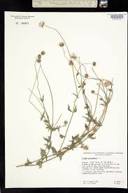 Image result for Tridax procumbens