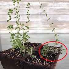Is it better to transplant when soil is dry or wet as i watered friday night. How To Propagate Thyme Brown Thumb Mama