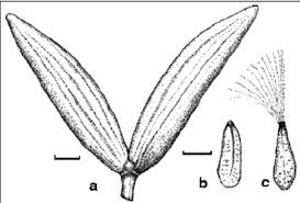 Image result for Raphionacme monteiroae