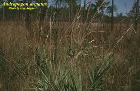 Image result for Andropogon lima