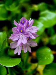 Image result for Pontederiaceae