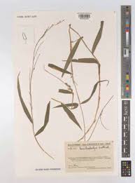 Image result for Poecilostachys oplismenoides