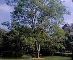 Image result for Albizia procera