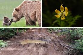 Image result for Ursinia montana