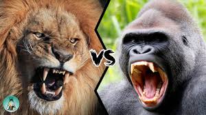 The odds of the gorilla winning are very low, i would say. Download George The King Of Lion Vs Lion Mp4 Mp3 3gp Naijagreenmovies Fzmovies Netnaija