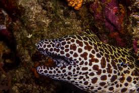 Honeycomb Moray Eel Facts And Photographs Seaunseen