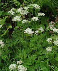 Image result for Physotrichia atropurpurea