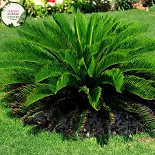 Image result for Cycas thouarsii