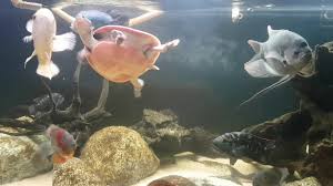 The pink bellied sideneck turtle can make a great pet for many turtle enthusiasts. Pink Belly Side Neck Turtle In Community Tank Monsterfishkeepers Com