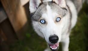 Check spelling or type a new query. Siberian Husky Dog Breed Information