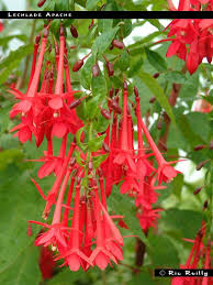 The connection was denied because this country is blocked in the geolocation settings. Lechlade Apache Fuchsiafinder