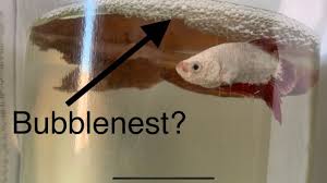 2 Reasons Why Your Male Betta Makes A Bubblenest Youtube