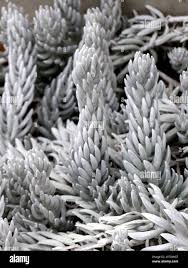 Image result for Caputia