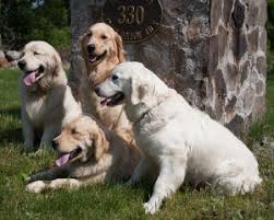 Western massachusetts (wma) worcester / central ma (wor). Ma Breeder Golden Retriever Puppies Crane Hollow Goldens