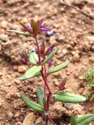 Image result for Landolphia cuneifolia
