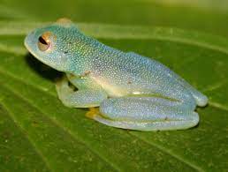 Glass Frog Cochranella Granulosa Glass Frog Cute Small Animals Pet Frogs