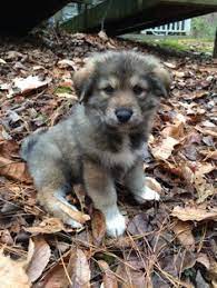 Check spelling or type a new query. Great Pyrenees And German Shepard Mix Shepard Dog Breeds Mixed Breed Dogs Great Pyrenees Puppy