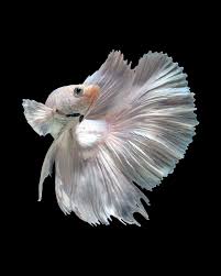 Capture The Moving Moment Of White Siamese Fighting Fish Isolated On Black Background Dumbo Betta Fish Siamese Fighting Fish Beta Fish Colorful Fish