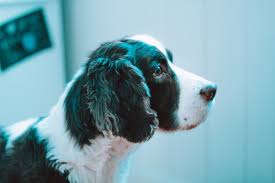 See what it looks like and learn how to treat each affected area of your dog. Home Remedies For Dog Ear Yeast Infections Pethelpful